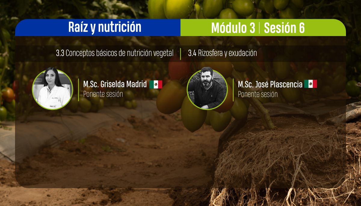 Raíz y Nutrición - Sesión 2